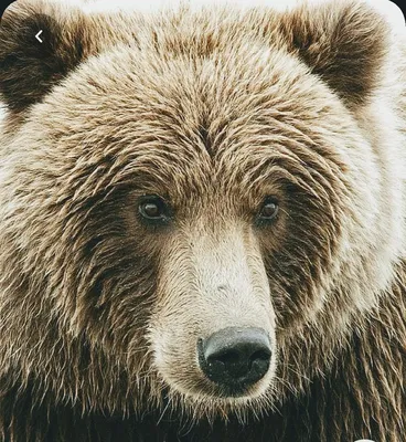 Фото, изображающее медведя кадьяк, в формате png