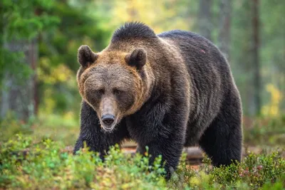 Восхитительная картинка медведя кадьяк на фоне гор