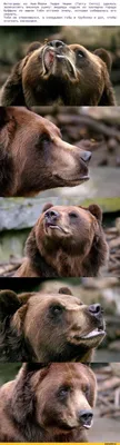 Фото медведя кадьяк: скачать бесплатно и в хорошем качестве