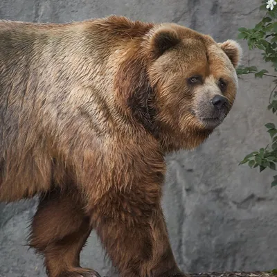 Картинка медведя кадьяк для скачивания