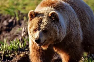 Уникальный медведь кадьяк на фото