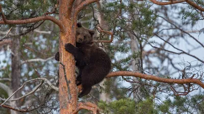 Медведь на дереве фотографии