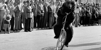 Захватывающее фото: Веселый Медведь на велосипеде