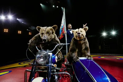 Фото Медведя, готового к велопрогулке – скачать в webp формате