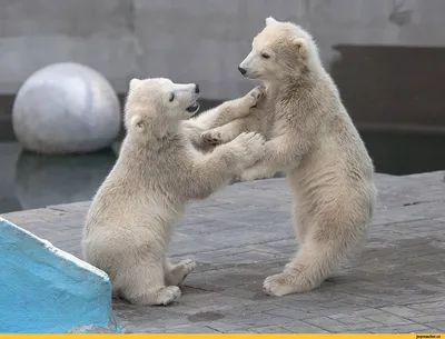 Изображение медведя: Скачать бесплатно Медведь прикольные в webp