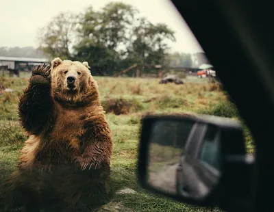 Картинка медведя: Уникальные изображения Медведь прикольные