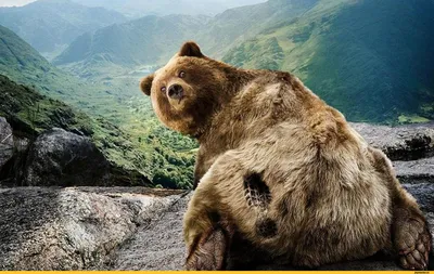 Фото медведя в хорошем качестве: Картинка медведя Медведь прикольные