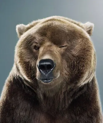 Медведь прикольные: Фон с изображением медведя