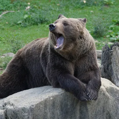 Удивительное изображение: медведь атакует человека