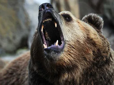 Эффектный кадр: медведь атакует человека 2017