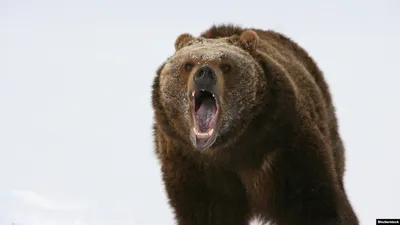 Фотография с моментом: медведь разорвал человека 2017