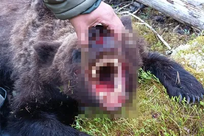 Фотография с моментом: медведь атакует человека 2017