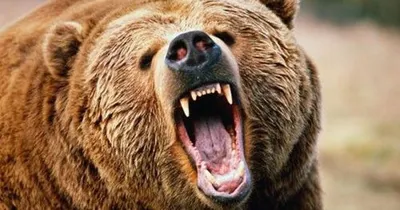 Боевая сцена: фотография с моментом атаки медведя
