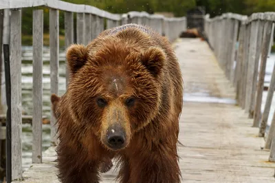 Захватывающая фотография: медведь-убийца