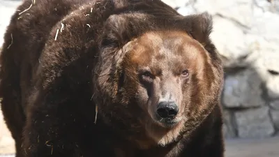 Фотоснимок ужаса: медведь-убийца