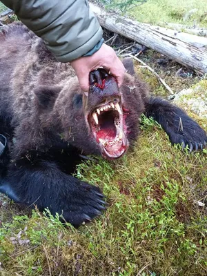 Медведь съел человека - впечатляющая фотография
