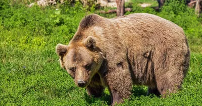 Умирающая природа: фотография медведя с трупом человека