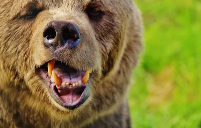 Неожиданная атака: Когда медведь съедает неосторожного человека