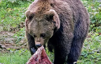 Медведи ужинают: страшное фото медведя, поглощающего человека