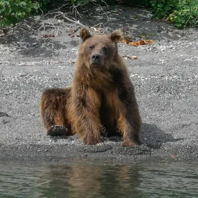 Медвежья угроза: фото, демонстрирующее опасность