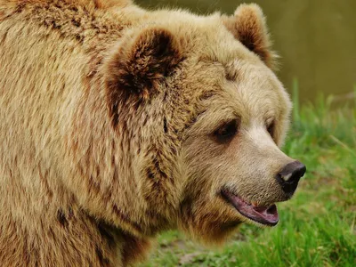 Смертельная встреча: Когда медведь съедает человека