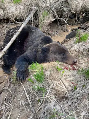 Во имя выживания: фото медведя, который съел человека