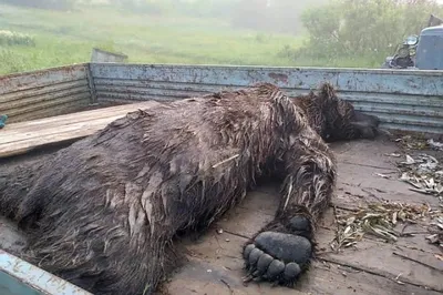 Потрясающее фото: Медведь уничтожает человека