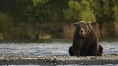 Смертельная картина: Когда медведь съедает свою жертву