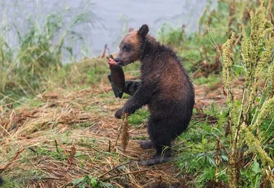 Страшная встреча: фото медведя, съевшего человека