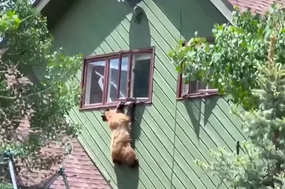 Медведи в действии: Удивительное фото момента нападения