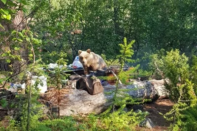 Зверь среди нас: Когда медведь съел человека