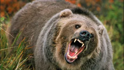 Страшное преступление: Медведь съел человека, фотография