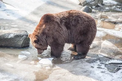 Последний обед: Когда медведь съедает безнадежно погибшего человека