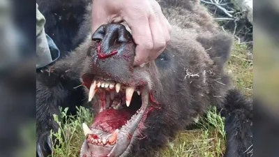 Опасность в лесу: Медведь напал на человека