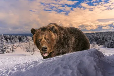 Медведь шатун - великое создание природы