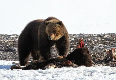 Шедевральные фото Медведя шатуна