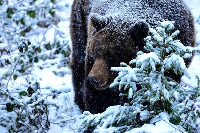 Медведь шатун на фоне величественных гор