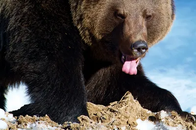 Фото Медведя шатуна на ваш выбор: jpg, png или webp