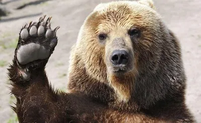 Медведь шатун: символ силы и мудрости