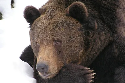 Впечатляющие снимки Медведя шатуна