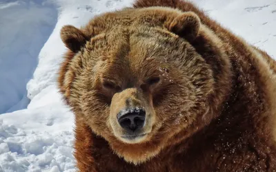 Фото Медведь шатун размером 800x600