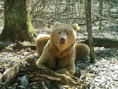 Фотографии Медведя шатуна в png для бесплатного скачивания