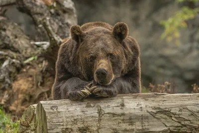 Потрясающие снимки Медведя шатуна