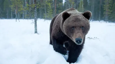 Уникальные изображения Медведя шатуна