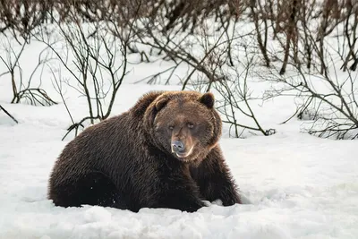 Фото Медведя шатуна в разных размерах