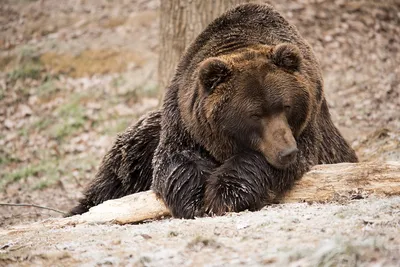 Загадочные фотографии Медведя шатуна