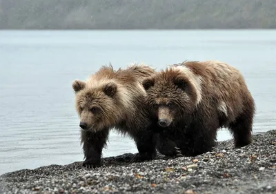 Природные изображения Медведя шатуна для скачивания