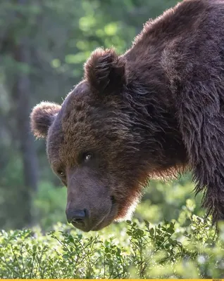 Медведи: Медведь шлюююха - выберите формат для скачивания