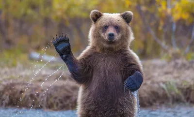 Мастер-класс по аппликации «Символ России-медведь 2022, Киреевский район —  дата и место проведения, программа мероприятия.