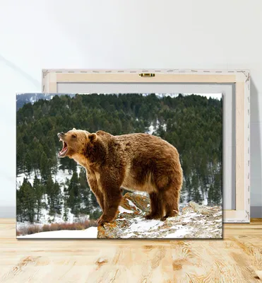 Картина для интерьера Бурый медведь национальный символ России, символ РФ  (4) 30х40 - купить по низкой цене в интернет-магазине OZON (892111897)